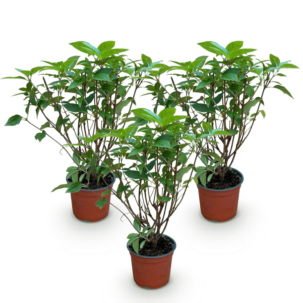 Green boutiQ - Gartenpflanze - Hydrangea paniculata Limelight - Rispenhortensie - Winterhart - Limettengrün - 3 Pflanzen - Topf 12cm - Höhe 20-30cm