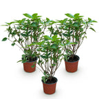 Green boutiQ - Gartenpflanze - Hydrangea paniculata Limelight - Rispenhortensie - Winterhart - Limettengrün - 3 Pflanzen - Topf 12cm - Höhe 20-30cm