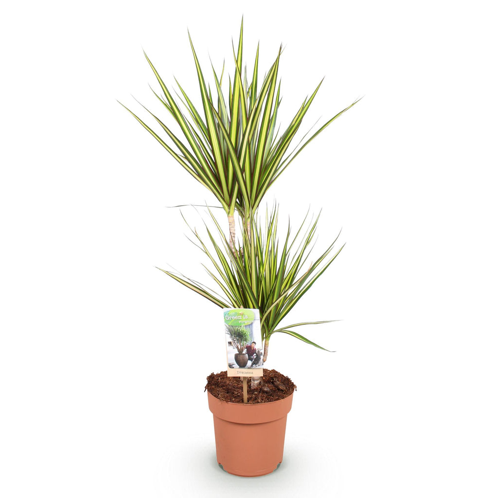 Green BoutiQ - Green is... Plantes d'intérieur - Dracaena Sunray - Dragonnier - Peu d'entretien - Vert - 1 plante - Pot 17cm - Hauteur 70-75cm