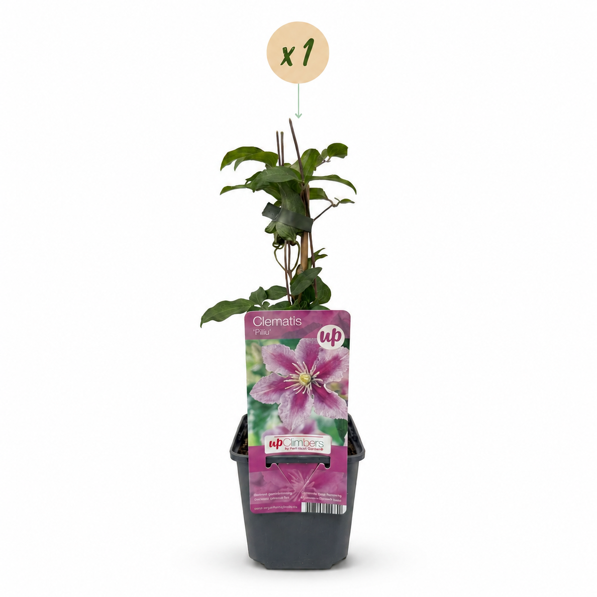 Clematis Piilu - Bosrank - Wit - Roze - Klimplant - Ø9cm - ↕35cm