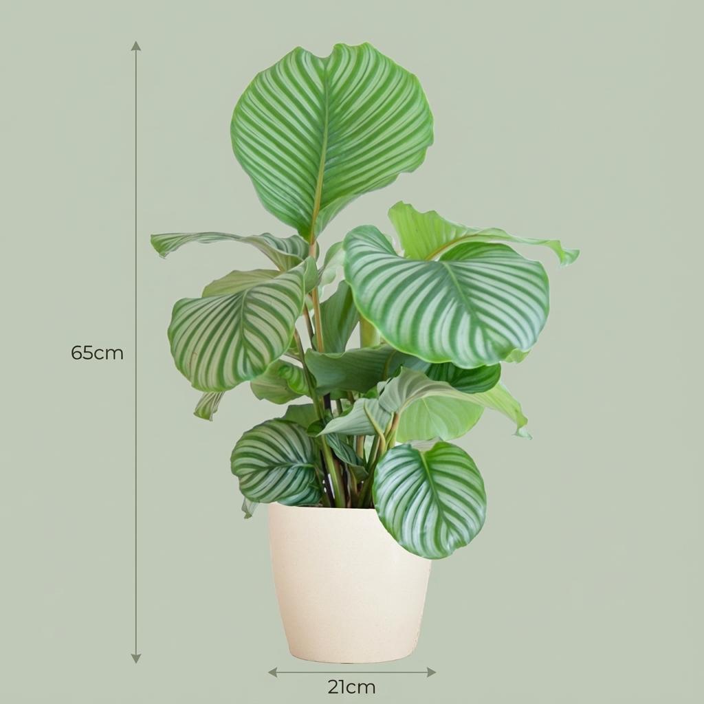 Green boutiQ - Plante d'intérieur - Plante paon - Calathea Orbifolia - Vert - Peu d'entretien - 1 plante - avec pot blanc - Pot 21cm - Hauteur 60 - 70cm