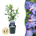Green boutiQ - Plante de jardin - Hibiscus syriacus Oiseau Bleu - Hibiscus de jardin - Rustique - Bleu - 3 Plantes - Pot 17cm - Hauteur 45cm