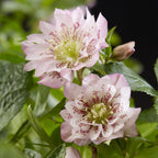 Green boutiQ - Plante de jardin - Rose de Carême - Helleborus orientalis Double Ellen Pink - Fleur rose - 1 Plante - Persistante - Pot 14cm Hauteur 35cm