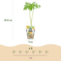 Green boutiQ - Fruitplanten - Tricolour - Rode Bes - Gele Framboos - Zwarte Braam  - Winterhard - 6 Planten - Pot  9cm
