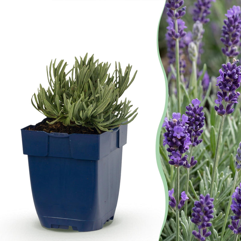 Green boutiQ - Vasteplant - Lavandula ang. Munstead - Lavendel - Geurend - Paars - 6 Planten - Pot 11cm - Hoogte 15-25cm