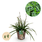 Green boutiQ - Graminées ornementales - Carex morrowii Irish Green - Vert & Jaune - 4 Plantes - Persistant - Peu d'entretien - Pot 17cm Hauteur 50cm