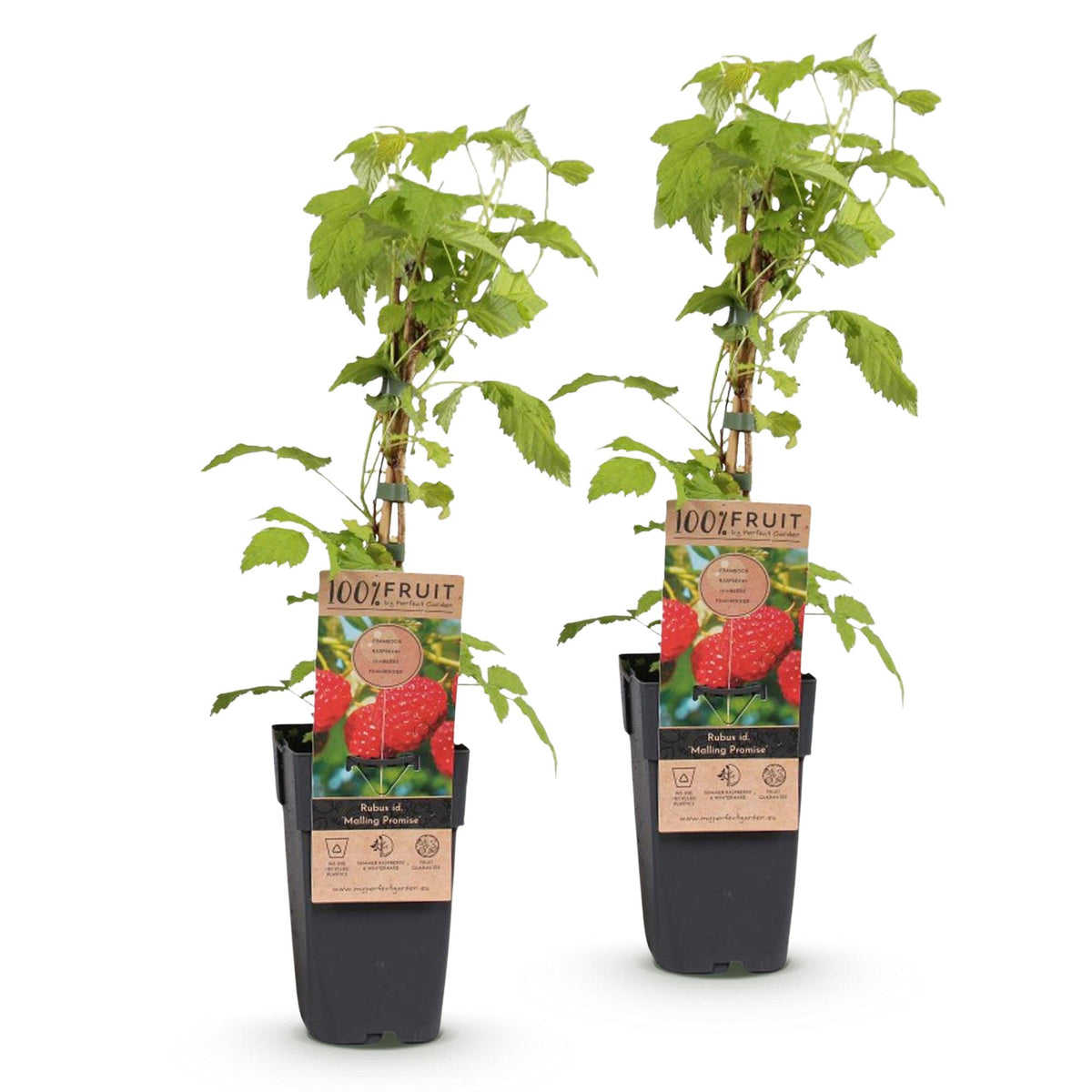 Green boutiQ - Framboisier - Rubus idaeus Malling Promise - Plant de framboisier - Rustique - Framboise rouge - 2 plantes - Pot 15 cm - Hauteur 50 cm
