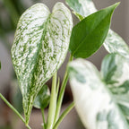 Monstera Devil Monster - Devil Monster Plant - Green - White - Tropical - Ø6cm - ↕18cm