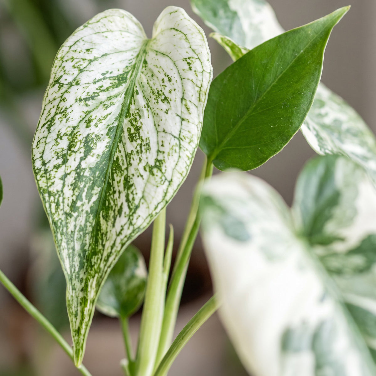 Monstera Devil Monster - Devil Monster Plant - Green - White - Tropical - Ø6cm - ↕18cm