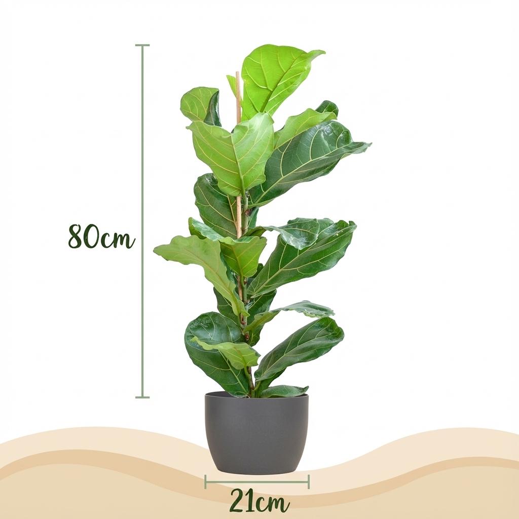 Green boutiQ - Plante d'intérieur - Figuier lyre - Ficus Lyrata - Vert - Entretien facile - 1 plante - avec pot gris - Pot 21 cm - Hauteur 75 - 85 cm