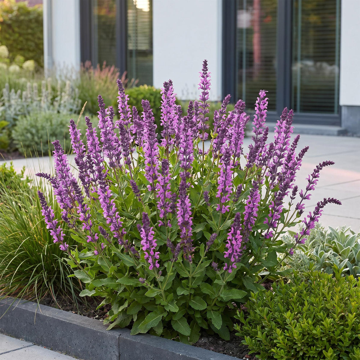 Green boutiQ - Plante vivace - Salvia nem. Sense Deep Pink - Sauge - Attire les abeilles et les papillons - Rose - 1 plante - Pot 11 cm - Hauteur 15-25 cm