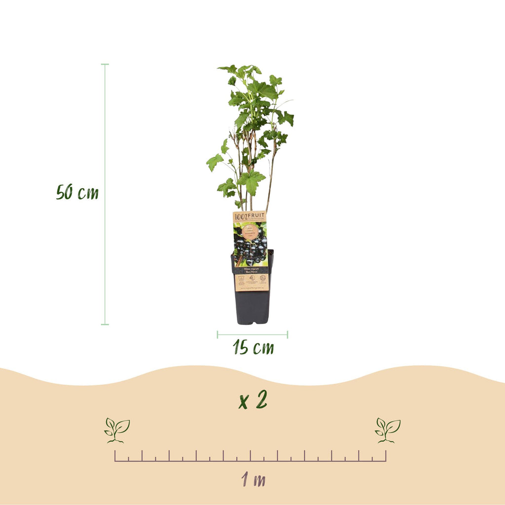 Green boutiQ - Plant fruitier - Ribes nigrum Ben Nevis - Cassissier - Rustique - Cassis - 2 plantes - Pot 15cm - Hauteur 50cm