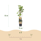 Green boutiQ - Plant fruitier - Ribes nigrum Ben Nevis - Cassissier - Rustique - Cassis - 2 plantes - Pot 15cm - Hauteur 50cm