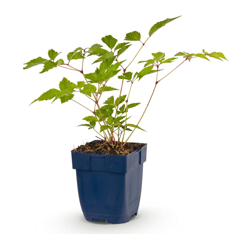 Green boutiQ - Vasteplant - Astilbe (J) Europa - Pluimspirea - Schaduw - Roze - 1 Plant - Pot 11cm - Hoogte 15-25cm