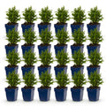 Green boutiQ - Stauden - Aster (D) Schneekissen - Strand-Aster - Bienen- und Schmetterlingsmagnet - Weiß - 24 Pflanzen - Topf 11cm - Höhe 15-25cm