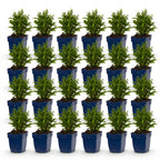 Green boutiQ - Stauden - Aster (D) Schneekissen - Strand-Aster - Bienen- und Schmetterlingsmagnet - Weiß - 24 Pflanzen - Topf 11cm - Höhe 15-25cm