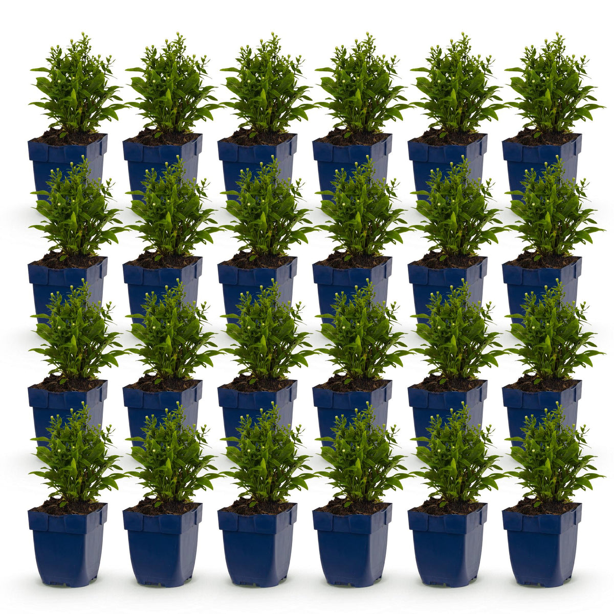 Green boutiQ - Stauden - Aster (D) Schneekissen - Strand-Aster - Bienen- und Schmetterlingsmagnet - Weiß - 24 Pflanzen - Topf 11cm - Höhe 15-25cm