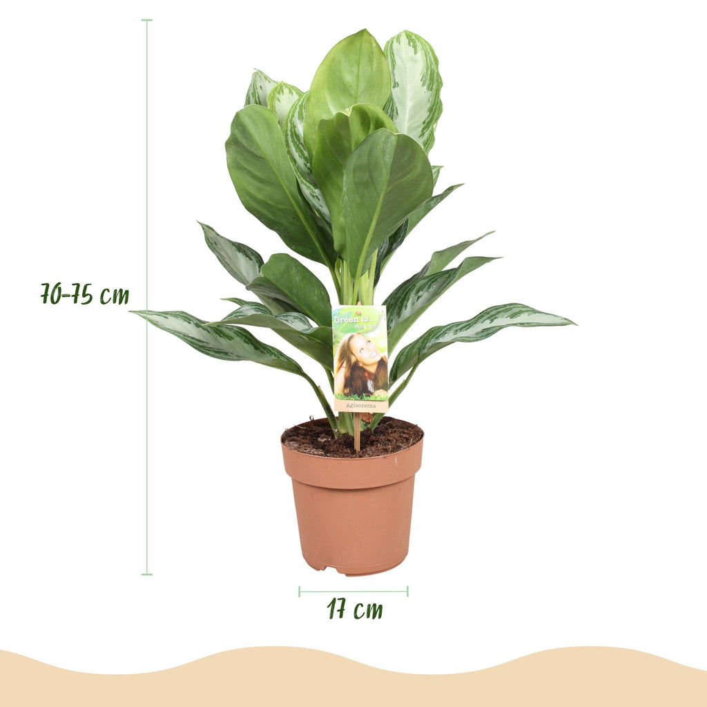 Green BoutiQ - Green is... Plantes d'intérieur - Aglaonema Silver Bay - Feuille argentée - Peu d'entretien - Vert - 2 plantes - Pot 17cm - Hauteur 70-75cm