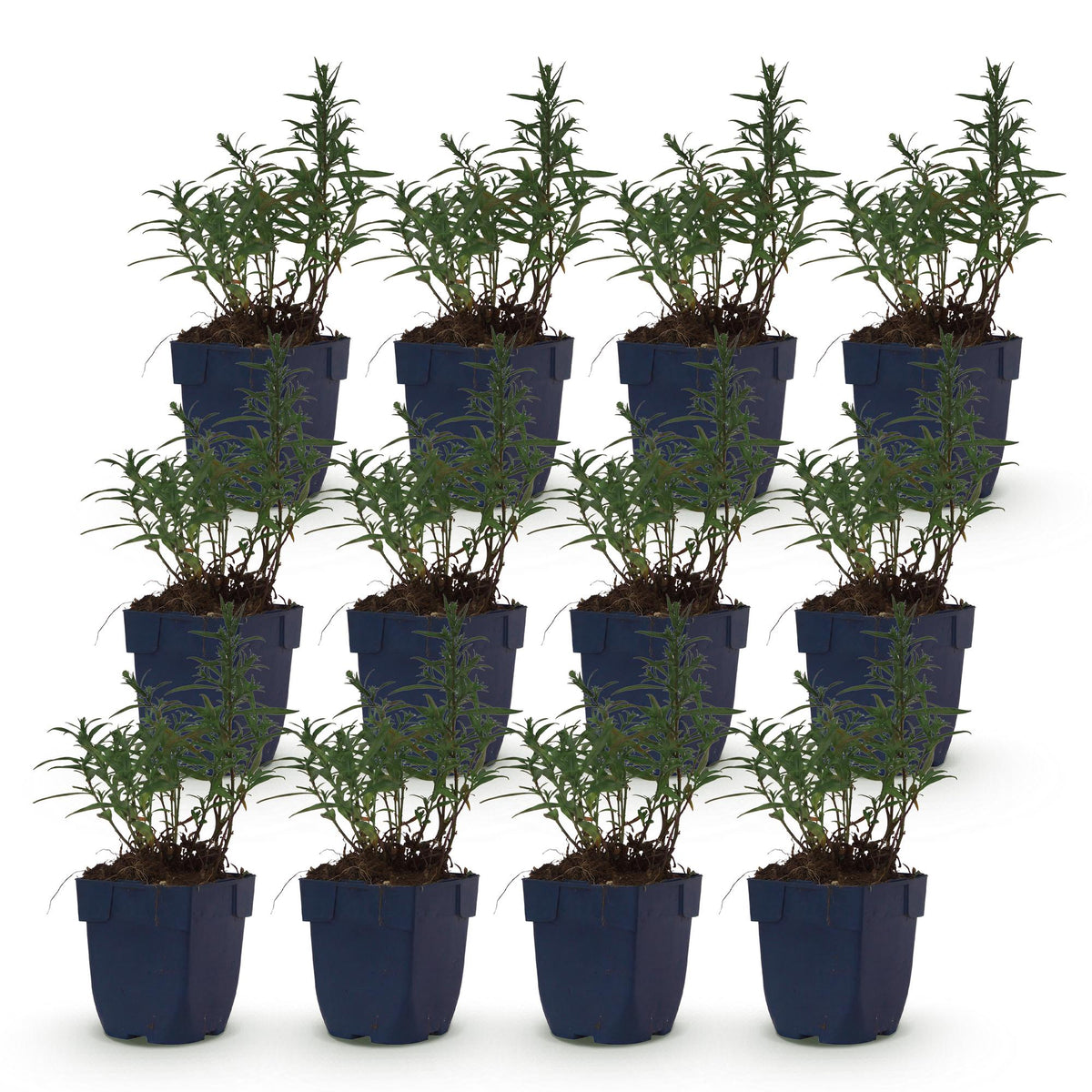 Green boutiQ - Vasteplant - Aster (D) Mittelmeer - Zeeaster - Bijen en Vlinderlokkers - Paars - 12 Planten - Pot 11cm - Hoogte 15-25cm