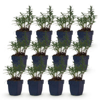 Green boutiQ - Vasteplant - Aster (D) Mittelmeer - Zeeaster - Bijen en Vlinderlokkers - Paars - 12 Planten - Pot 11cm - Hoogte 15-25cm
