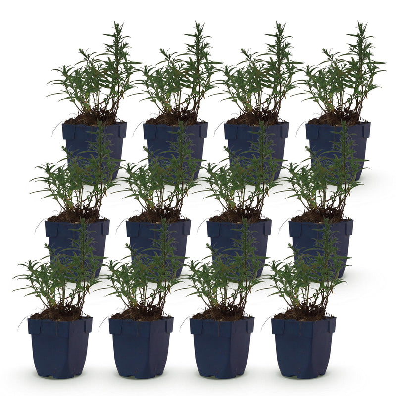 Green boutiQ - Vasteplant - Aster (D) Mittelmeer - Zeeaster - Bijen en Vlinderlokkers - Paars - 12 Planten - Pot 11cm - Hoogte 15-25cm