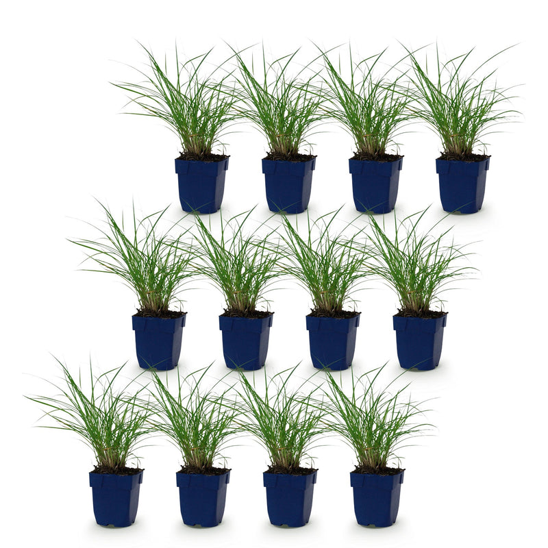 Green boutiQ - Grassen - Miscanthus sin. Red Chief - Pampusgras - Met Pluim - Groen - 12 Planten - Pot 11cm - Hoogte 15-25cm