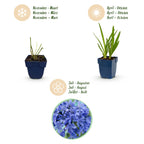 Green boutiQ - Stauden - Agapanthus africanus - Afrikanische Schmucklilie - Bienen- und Schmetterlingsmagnet - Blau - 3 Pflanzen - Topf 11cm - Höhe 15-25cm
