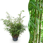 Green boutiQ - Graminées - Fargesia robusta Pingwu - Bambou non traçant - Persistant - Vert - 1 plante - Pot 23 cm - Hauteur 80 cm