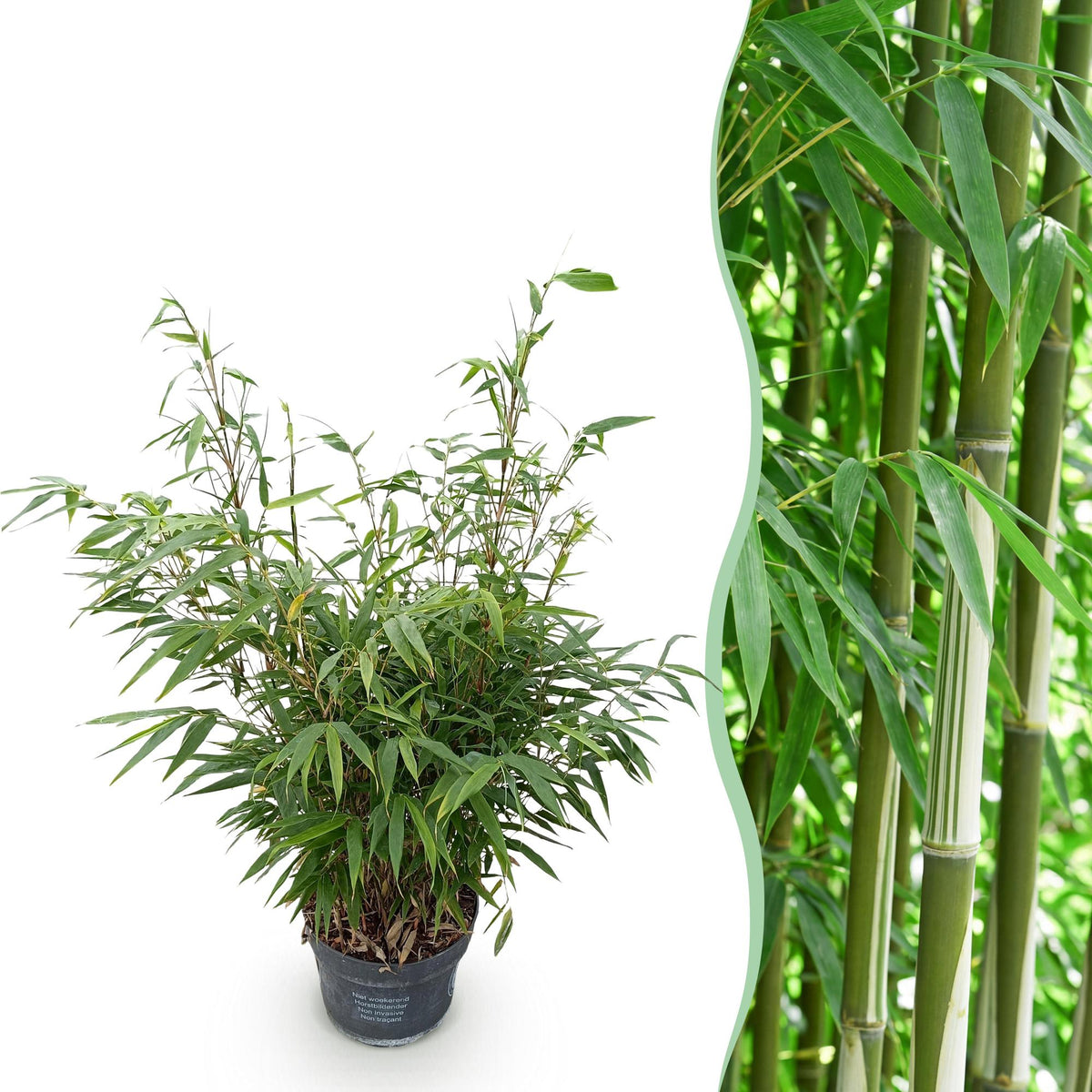 Green boutiQ - Graminées - Fargesia robusta Pingwu - Bambou non traçant - Persistant - Vert - 1 plante - Pot 23 cm - Hauteur 80 cm