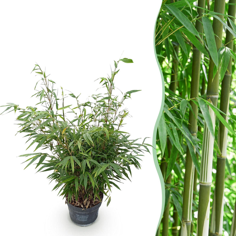 Green boutiQ - Grassen - Fargesia robusta Pingwu - Niet Woekerende Bamboe - Bladhoudend - Groen - 1 Plant - Pot 23 cm - Hoogte 80 cm