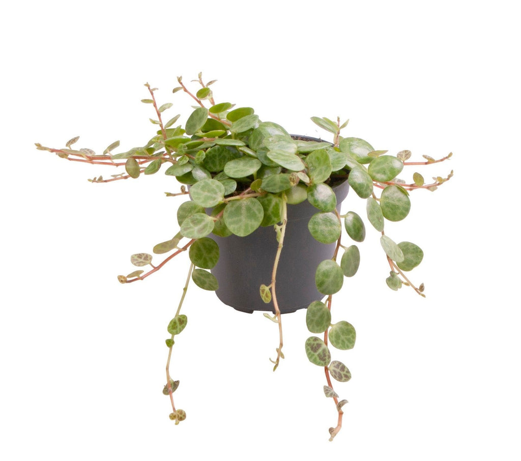 Peperomia Prostrata - String of Turtles - Green - Tropical - Ø6cm - ↕6cm