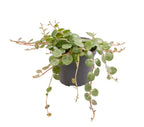 Peperomia Prostrata - String of Turtles - Green - Tropical - Ø6cm - ↕6cm