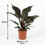 Green boutiQ - Plante d'intérieur - Philodendron - Philodendron Imperial Red - Rouge - Peu d'entretien - 1 Plante - Pot 19cm - Hauteur 60cm