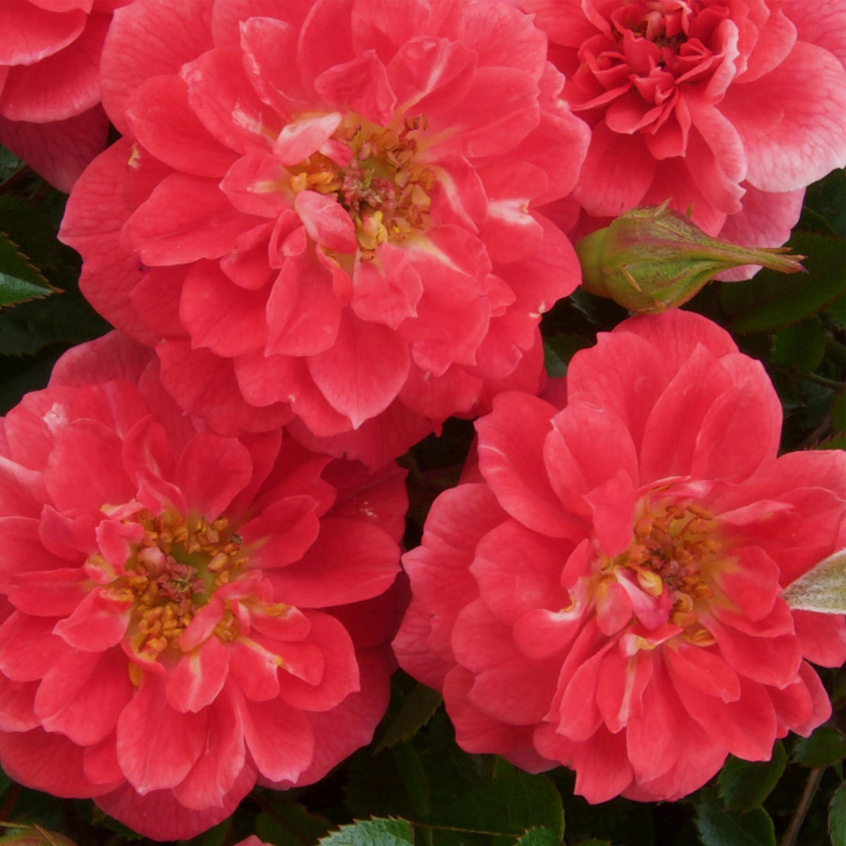 Green boutiQ - Rosier grimpant - Rosa Salmon Queen - Fleur rose pâle - Peu d'entretien - 2 plantes - Pot 11cm Hauteur 40cm