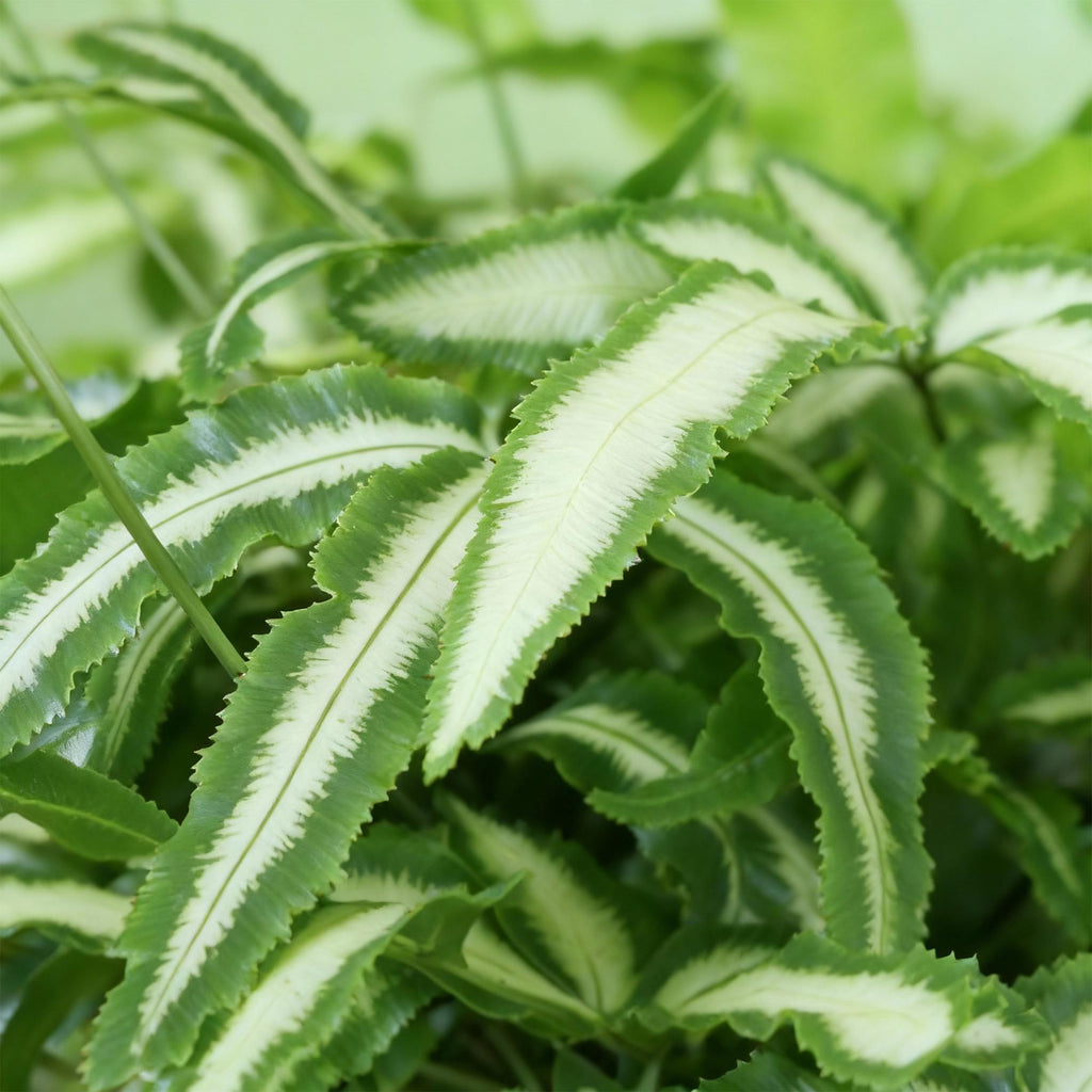 Green boutiQ - Zimmerpflanze - Pteris cretica Albolineata - Dünnfarn - Haustierfreundliche Pflanze - Grün - 4 Pflanzen - mit Übertopf Grau - Topf 12cm - Höhe 20cm