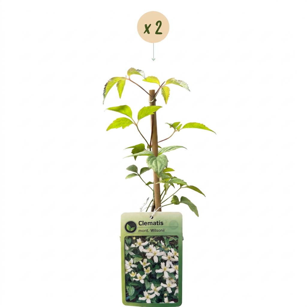 2x Clematis mont. 'Wilsonii' - Wilson's mountain clematis - White - Climber - Ø9cm - ↕35cm