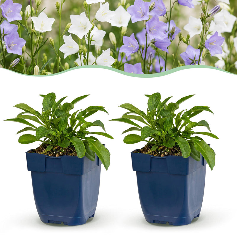Green boutiQ - Vasteplant - Campanula persicaria Duo - Perzikbladklokje - Bijen- en vlinderlokkers - Blauw - Wit - 6 Planten - Pot 11cm - Hoogte 15-25cm