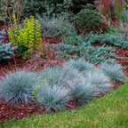 Green boutiQ - Graminées ornementales - Festuca glauca Intense Blue - Bleu - 4 plantes - Persistant - Peu d'entretien - Pot 17cm Hauteur 50cm