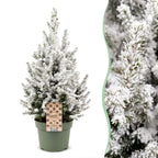 2x Picea glauca Conica - Dwarf Alberta Spruce - Green - White - Christmas tree - Ø19cm - ↕65cm