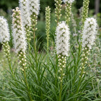Green boutiQ - Stauden - Liatris spicata Alba - Ährige Prachtscharte - Bienen- und Schmetterlingsmagnet - Weiß - 24 Pflanzen - Topf 11cm - Höhe 15-25cm