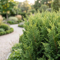 Green boutiQ - 24x Cupressocyparis leylandii 2011 - Leylandii - Haagplanten - Groenblijvend - Groen - Pot 9cm - Hoogte 30-40cm
