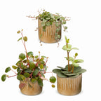 3x Baby Peperomia Mix - Green - Red - Tropical - incl. Linnea Honey - Ø6cm - ↕5-15cm