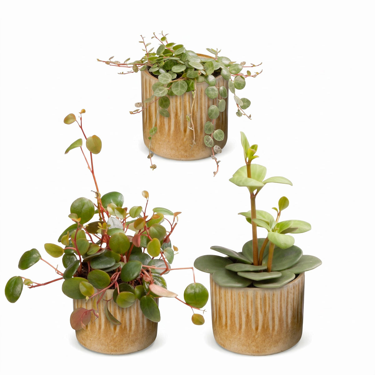 3x Baby Peperomia Mix - Green - Red - Tropical - incl. Linnea Honey - Ø6cm - ↕5-15cm