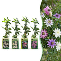 12x Passiflora Rainbow - Rainbow passion flower - White - Purple - Pink - Purple - Climber - Ø9cm - ↕35cm