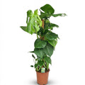 Green boutiQ - Plante d'intérieur - Monstera Deliciosa tuteur en mousse - Vert - Peu d'entretien - 1 plante - Pot 19cm - Hauteur 90cm