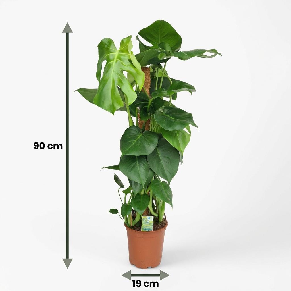 Green boutiQ - Plante d'intérieur - Monstera Deliciosa tuteur en mousse - Vert - Peu d'entretien - 1 plante - Pot 19cm - Hauteur 90cm