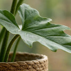 Green boutiQ - Plante d'intérieur - Philodendron - Philodendron Lacerum - Vert - Peu d'entretien - 1 plante - avec panier - Pot 19cm - Hauteur 65cm