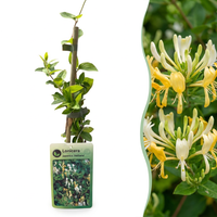 2x Lonicera jap. 'Halliana' - Hall's honeysuckle - White - Yellow - Climber - Ø9cm - ↕35cm