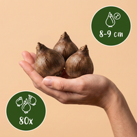 80x Leucojum Aestivum - Zomerschneeklokje - Wit - Voorjaarsbloeier - Bolmaat 8/9