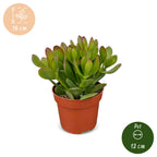 4x Crassula Ovata - Jade plant - Green - Succulent/cactus - Ø12cm - ↕16cm